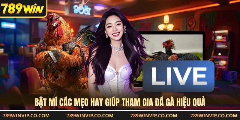 Bật mí các mẹo hay giúp tham gia đá gà hiệu quả